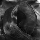 Organza preto