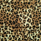 Leopardo