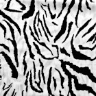 Zebra blanca